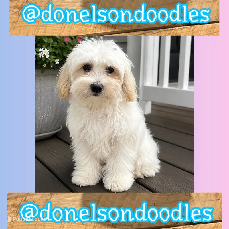 Hank – Havapoo puppy for sale in Nashville, TN
