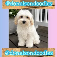 Hank, a male Havapoo for sale in Nashville, TN – 1 of 3