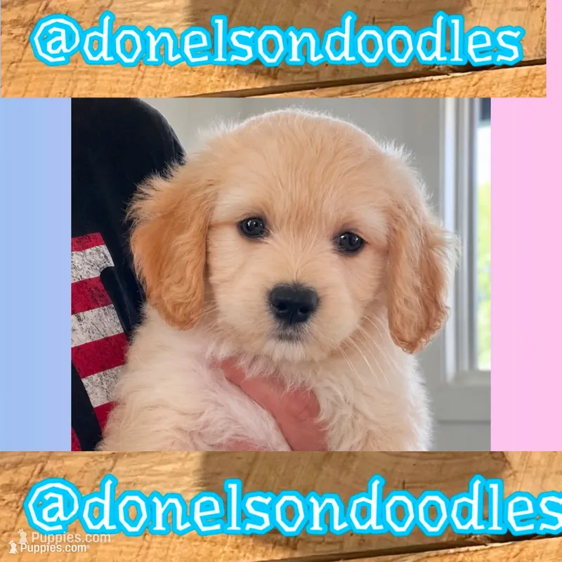 Cooper – Maltipoo puppy for sale in Nashville, TN