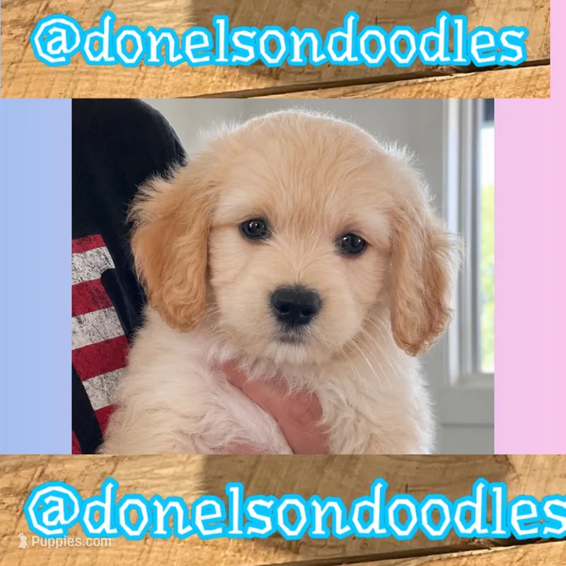 Cooper – Maltipoo puppy for sale in Nashville, TN
