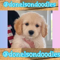 Cooper, a male Maltipoo for sale in Nashville, TN – 1 of 1