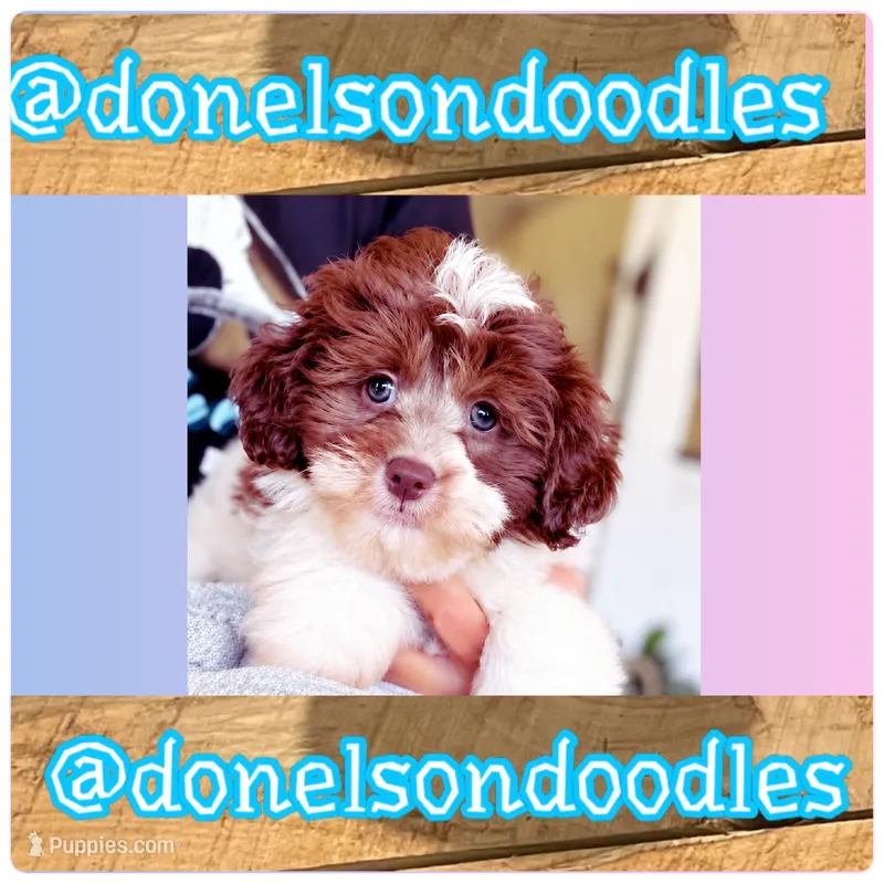 Sammy – Havapoo puppy for sale in Nashville, TN