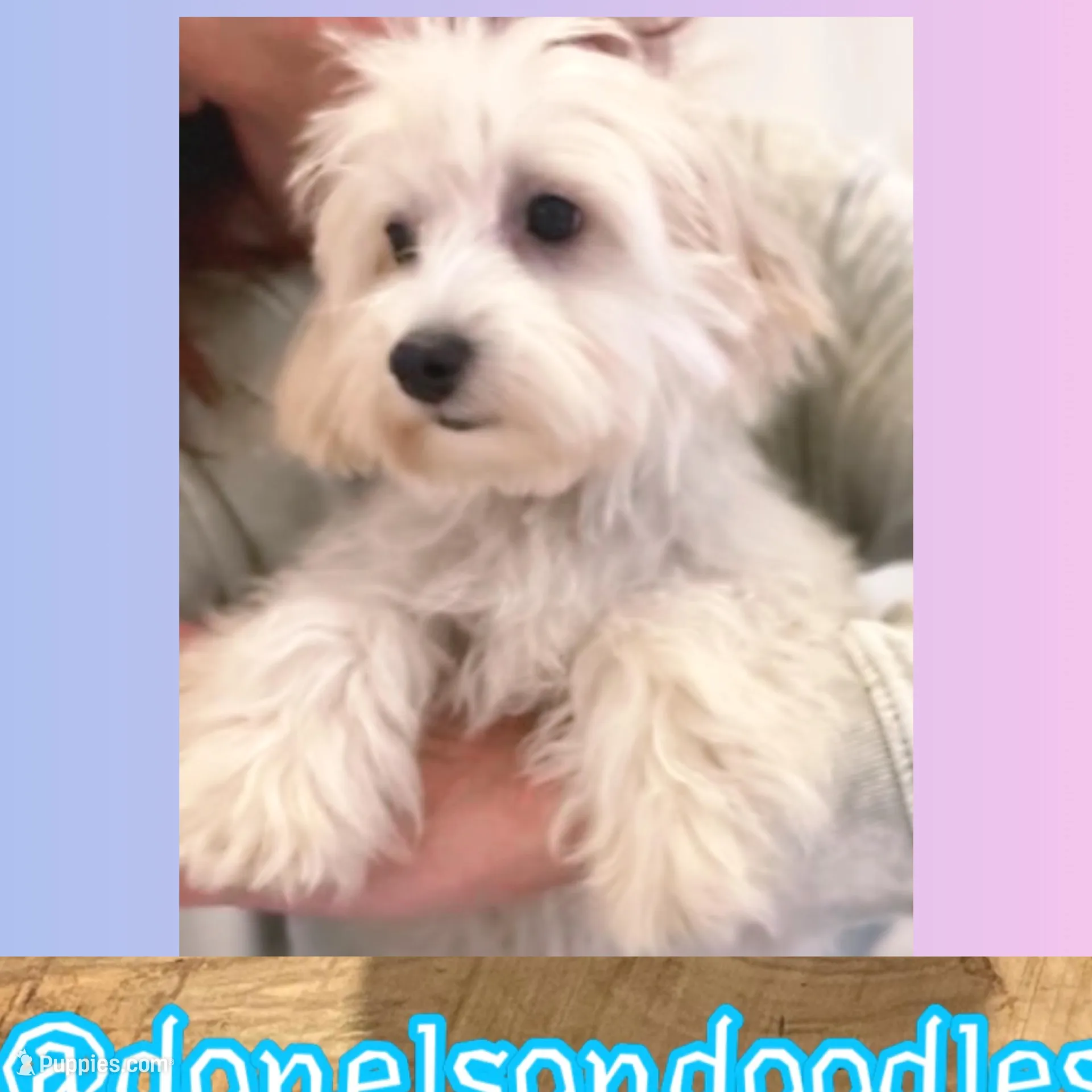 Dixie , a female Maltipoo for sale in Nashville, TN – Photo 1 of 1