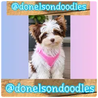 Rudy , a female Yorkshire Terrier for sale in Nashville, TN – 2 of 3
