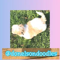 Andy , a male Shichon for sale in Nashville, TN – Photo 2 of 2