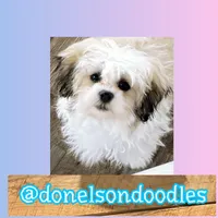 Andy , a male Shichon for sale in Nashville, TN – Photo 1 of 2