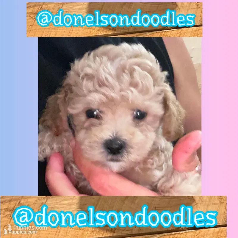 Bentley /  Teacup  – Maltipoo puppy for sale in Nashville, TN