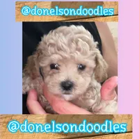 Bentley /  Teacup , a male Maltipoo for sale in Nashville, TN – Photo 2 of 2