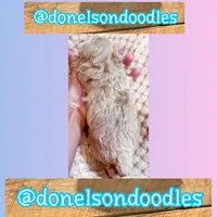 Bentley /  Teacup , a male Maltipoo for sale in Nashville, TN – Photo 1 of 2