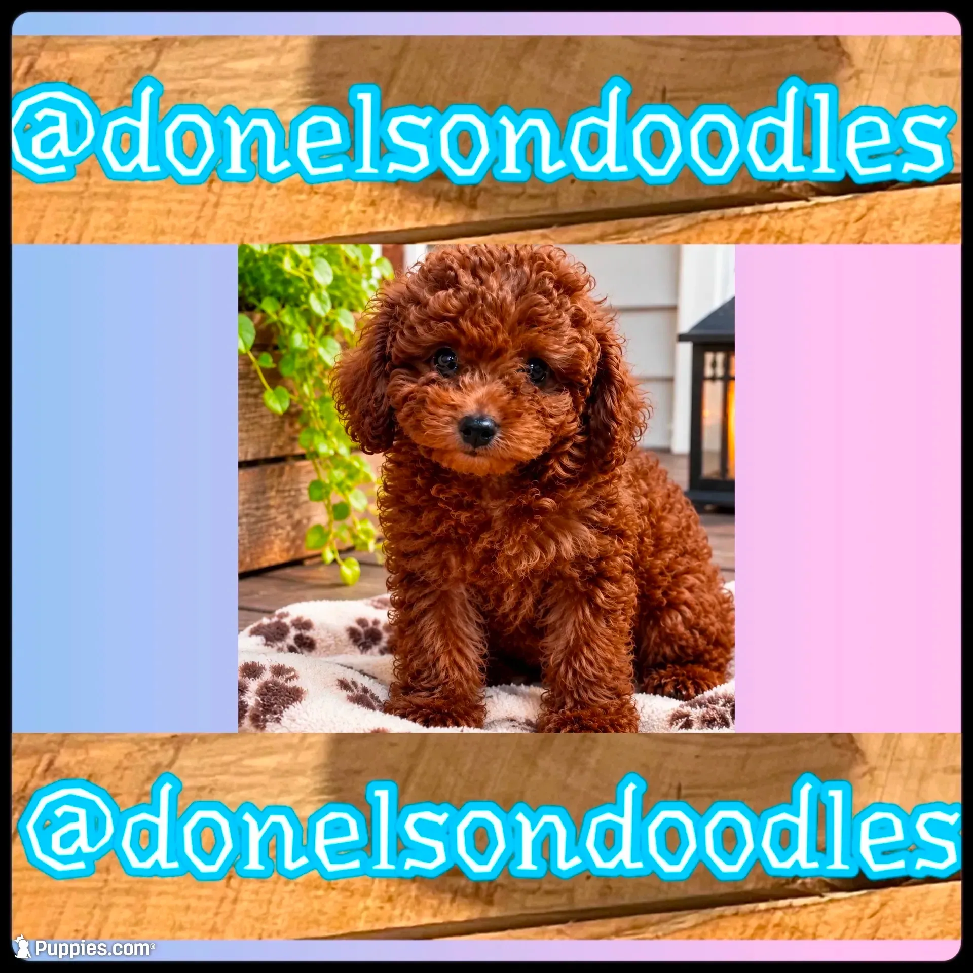 Wilson, a male Maltipoo for sale in Nashville, TN – 1 of 3