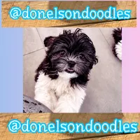 Timmy , a male Shichon for sale in Nashville, TN – 4 of 4