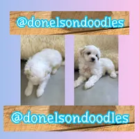 Max, a male Maltipoo for sale in Nashville, TN – 1 of 1