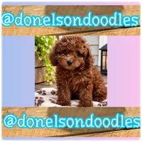 Wilson, a male Maltipoo for sale in Nashville, TN – 2 of 3