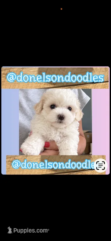 Pookie – Maltipoo puppy for sale in Nashville, TN