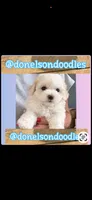 Pookie, a male Maltipoo for sale in Nashville, TN – 2 of 2