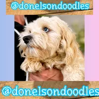 Remi, a male Maltipoo for sale in Nashville, TN – 2 of 5