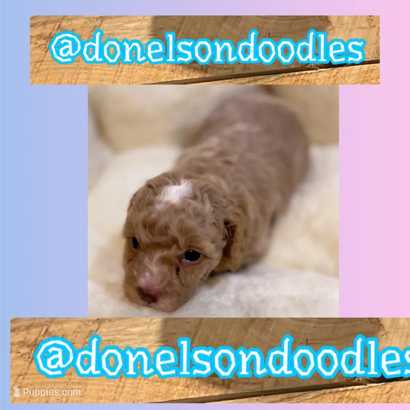 Sam – Poodle - Toy  puppy for sale in Nashville, TN