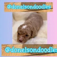 Sam, a male Poodle - Toy  for sale in Nashville, TN – Photo 1 of 2