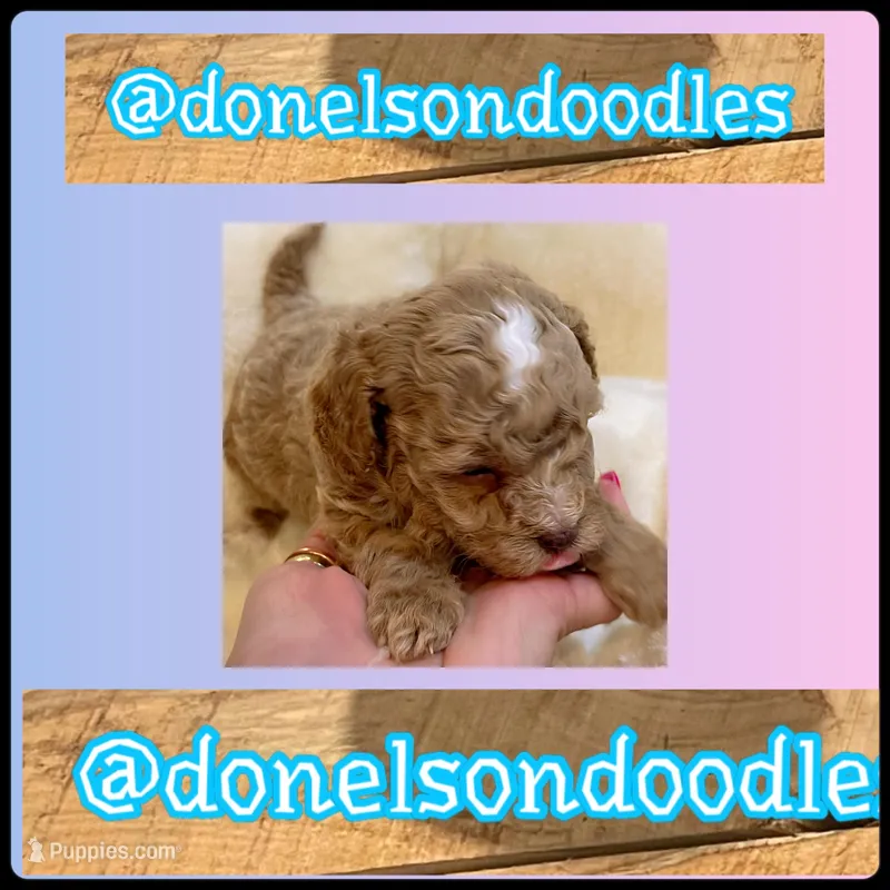 Archie  / Teacup  – Poodle - Toy  puppy for sale in Nashville, TN