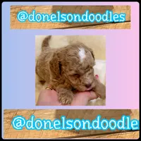 Sam, a male Poodle - Toy  for sale in Nashville, TN – Photo 2 of 2