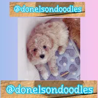 Kash, a male Maltipoo for sale in Nashville, TN – 3 of 5