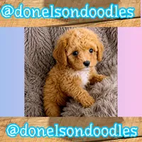 Carson / Tiny , a male Cavapoo for sale in Nashville, TN – 2 of 2