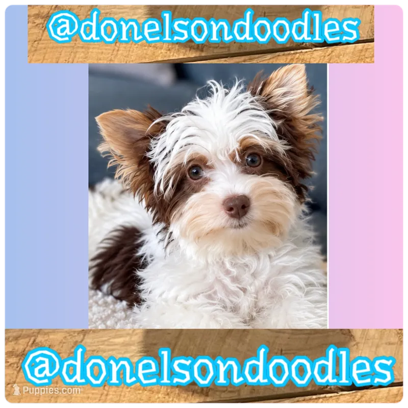 Rudy , a female Yorkshire Terrier for sale in Nashville, TN – 1 of 3