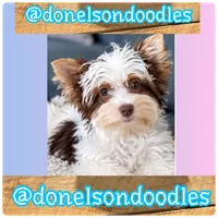 Rudy , a female Yorkshire Terrier for sale in Nashville, TN – 1 of 3