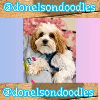 Max, a male Maltipoo for sale in Nashville, TN – 3 of 3