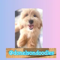 Asher, a male Maltipoo for sale in Nashville, TN – Photo 1 of 3