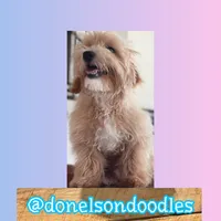 Asher, a male Maltipoo for sale in Nashville, TN – Photo 2 of 3