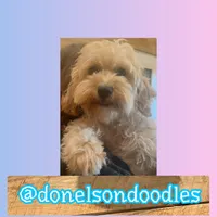 Asher, a male Maltipoo for sale in Nashville, TN – Photo 3 of 3