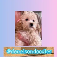 Daisy, a female Maltipoo for sale in Nashville, TN – Photo 1 of 2