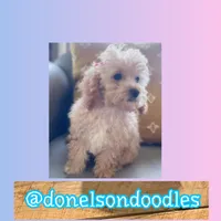 Daisy, a female Maltipoo for sale in Nashville, TN – Photo 2 of 2