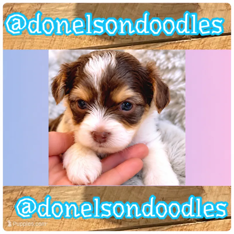 Harry – Yorkshire Terrier puppy for sale in Nashville, TN