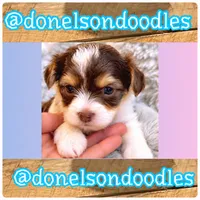 Harry, a male Yorkshire Terrier for sale in Nashville, TN – 1 of 2