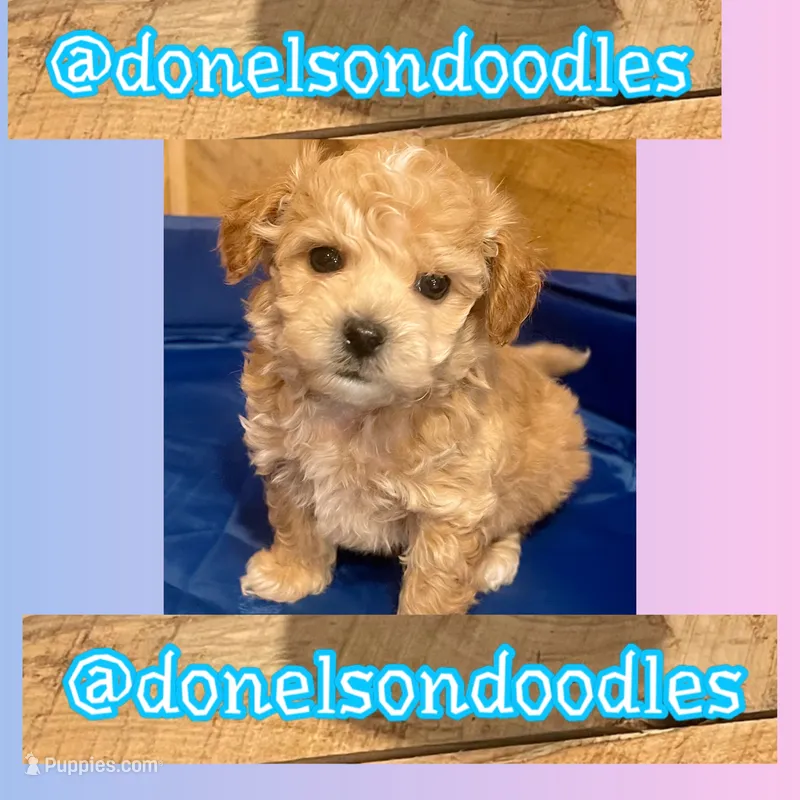 Levi – Maltipoo puppy for sale in Nashville, TN