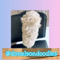 Frankie , a male Maltipoo for sale in Nashville, TN – Photo 3 of 3