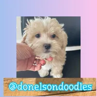 Frankie , a male Maltipoo for sale in Nashville, TN – Photo 1 of 3