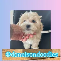 Frankie , a male Maltipoo for sale in Nashville, TN – Photo 2 of 3