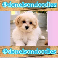 Kenny, a male Maltipoo for sale in Nashville, TN – 1 of 1