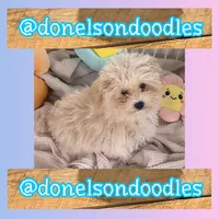 Eddie, a male Maltipoo for sale in Nashville, TN – Photo 2 of 2