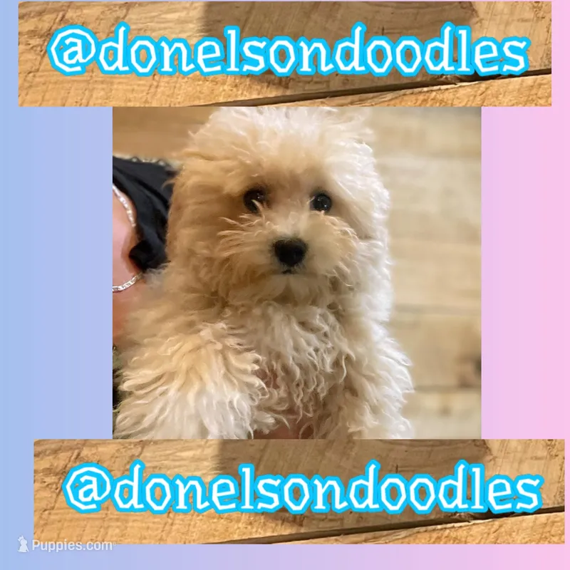 Eddie – Maltipoo puppy for sale in Nashville, TN