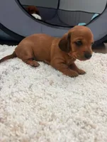 Moxie , a female Miniature Dachshund for sale in Leander, TX – 3 of 4