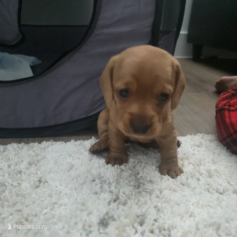 Goldie – Miniature Dachshund puppy for sale in Leander, TX