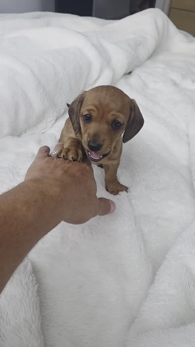 Moxie , a female Miniature Dachshund for sale in Leander, TX – 4 of 4