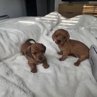 Moxie , a female Miniature Dachshund for sale in Leander, TX – 2 of 4