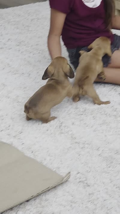 Goldie, a female Miniature Dachshund for sale in Leander, TX – 3 of 3