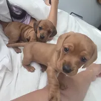Goldie, a female Miniature Dachshund for sale in Leander, TX – 2 of 3