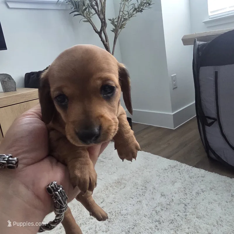 Moxie  – Miniature Dachshund puppy for sale in Leander, TX